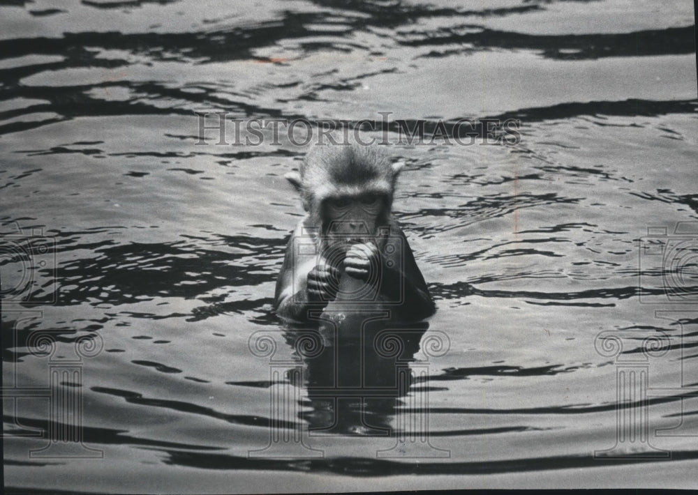 1971 Press Photo Rhesus monkey at County Zoo eating a sweet treat, Milwaukee. - Historic Images