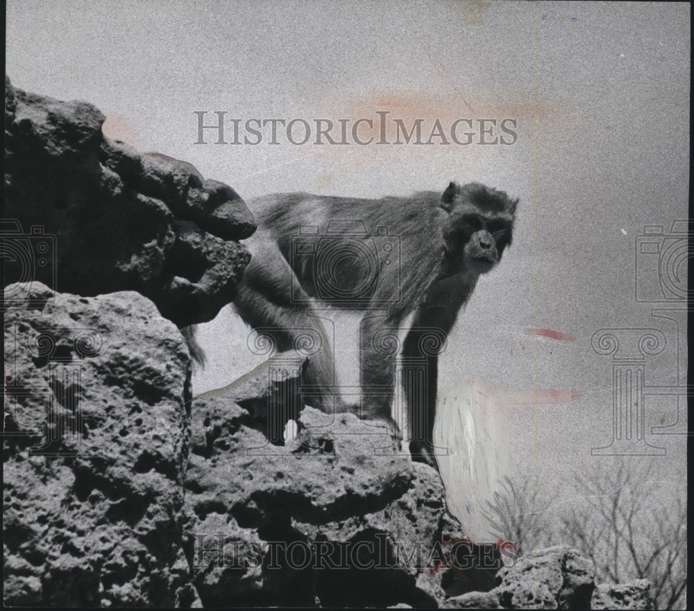 1955 Press Photo A Monkey Atop a Rocky Perch At the Milwaukee Zoo, Wisconsin- Historic Images