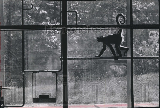 1963 Press Photo An American Spider Monkey At the Milwaukee County Zoo - Historic Images