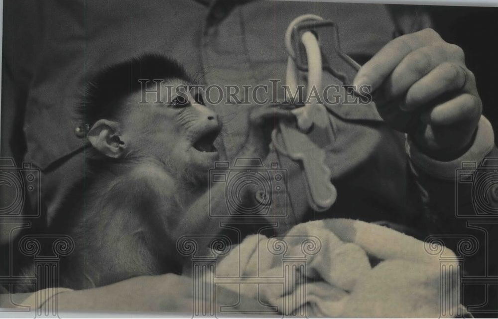 1985 Press Photo A Mandrill Baby Playing With a Plastic Key Ring, Milwaukee Zoo - Historic Images