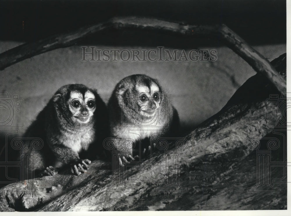 1992 Two Night Monkeys At the Milwaukee County Zoo - Historic Images