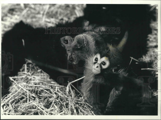 1991 Press Photo A Siamang and a Spider Monkey At the Milwaukee County Zoo - Historic Images