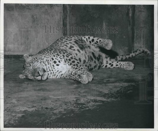 1955 Press Photo Meet Betty the leopard at Milwaukee County Zoo - mjb59837-Historic Images