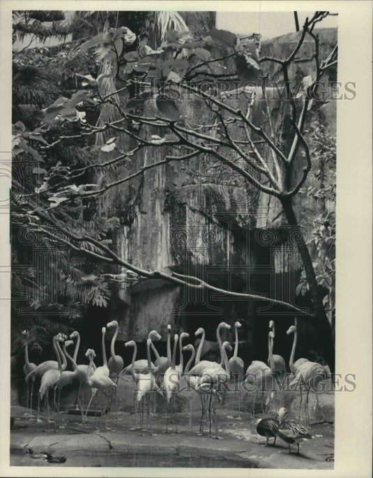 1983 Milwaukee County Zoo flamingos and birds ready for winter - Historic Images