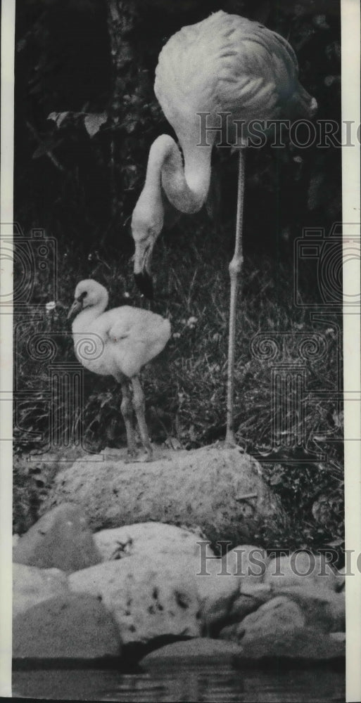1975 Press Photo Milwaukee County zoo first flamingo chick watched by mom - Historic Images