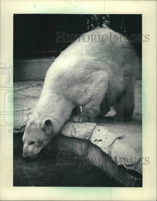 1984 Milwaukee Zoo's new polar bear, Name the Bear contest launched - Historic Images