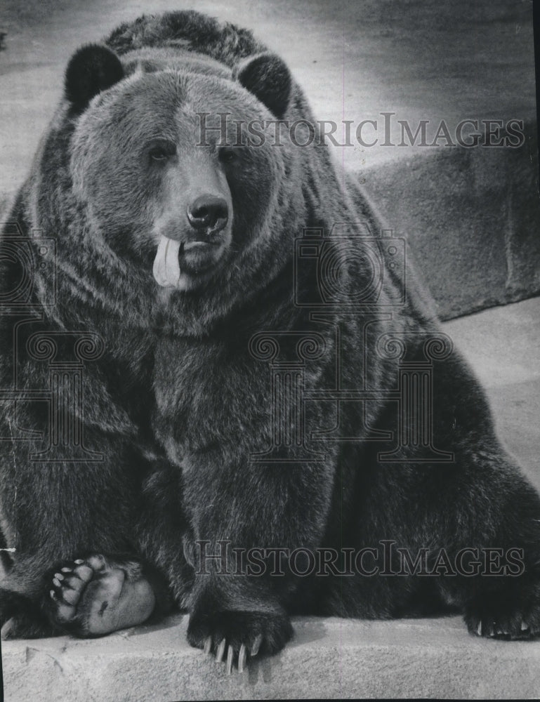 1971 Press Photo Milwaukee Zoo Bear - mjb59935-Historic Images