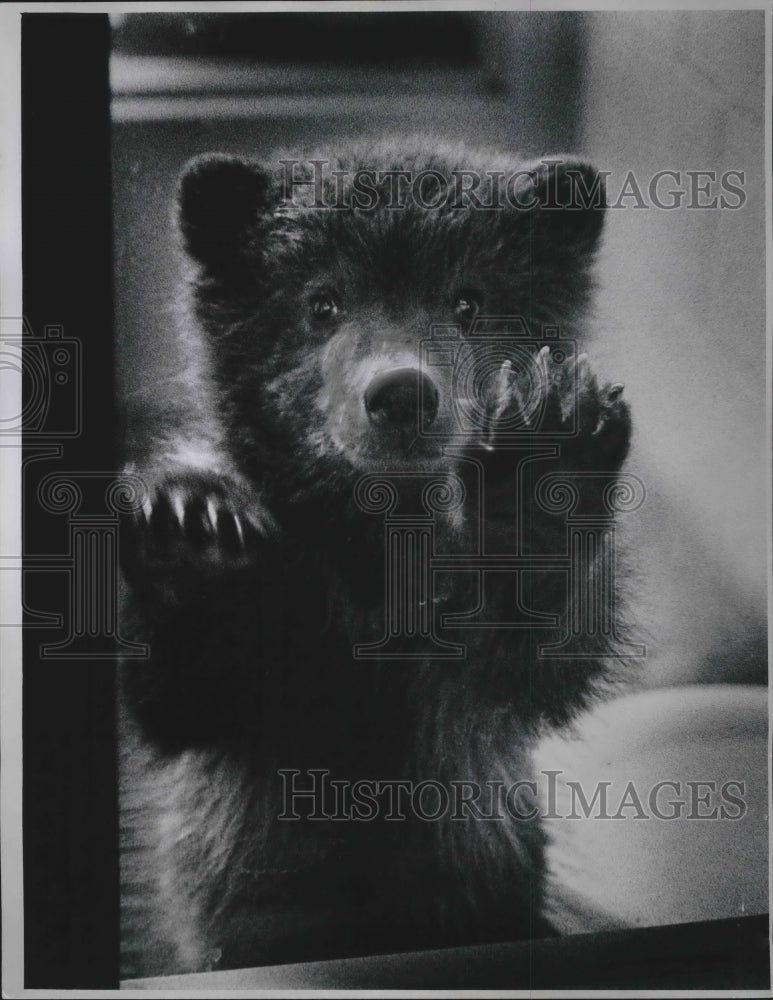 1973 Press Photo Big John, brown bear cub at Milwaukee Zoo - mjb59938 - Historic Images