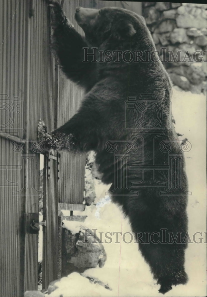 1952 Press Photo Ottie, bear at Washington park zoo, Milwaukee, Wisconsin - Historic Images