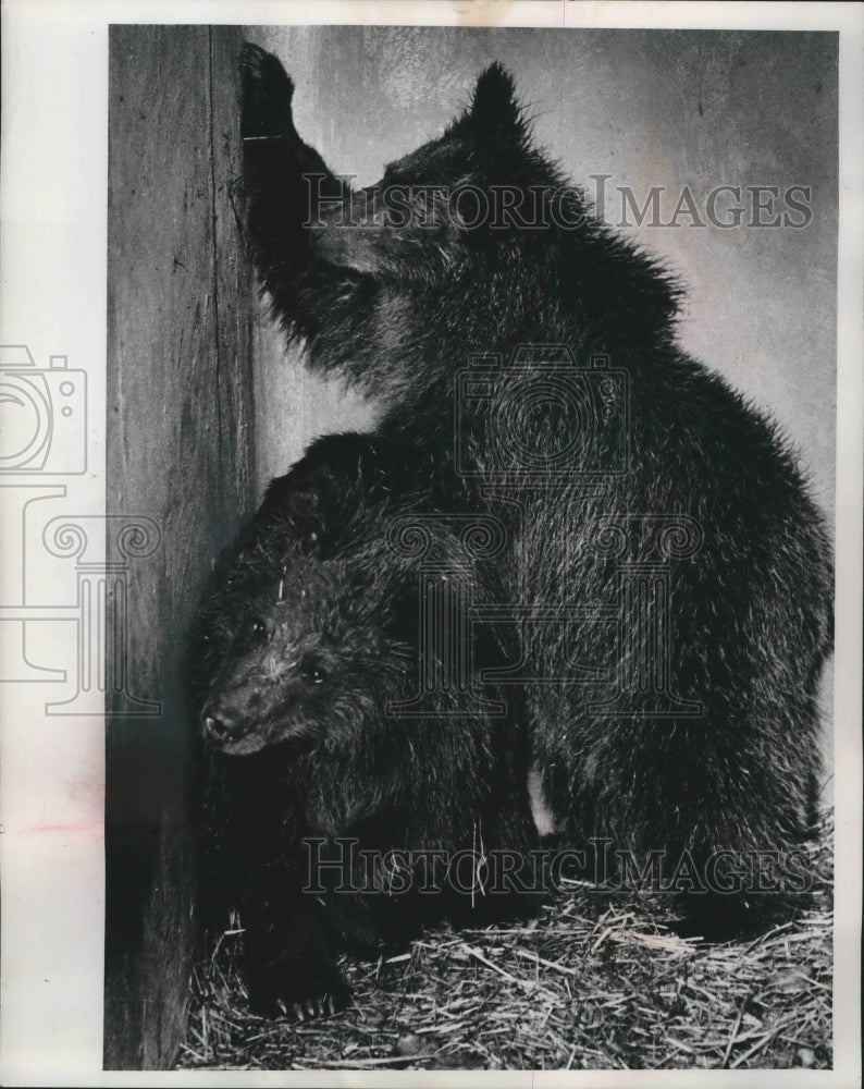 1982 Press Photo Balu and Asulkan, grizzly bear cubs at Milwaukee zoo-Historic Images