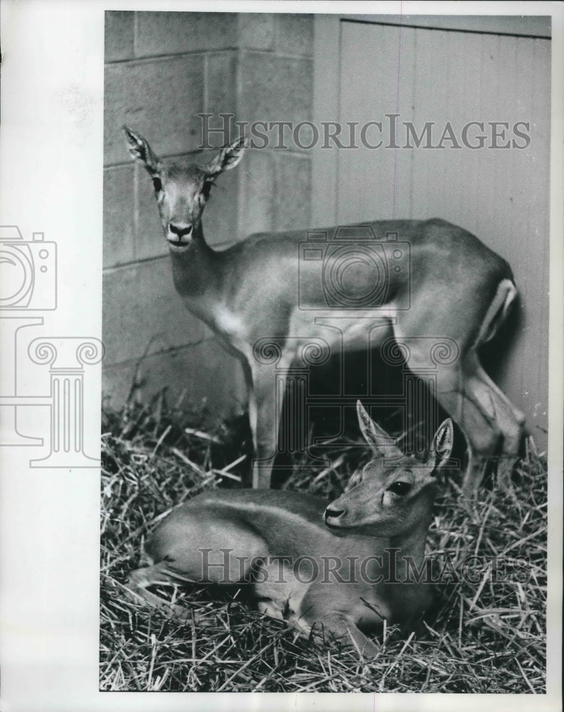 1964 Press Photo Female blackbuck antelope in new home at the zoo, Milwaukee. - Historic Images