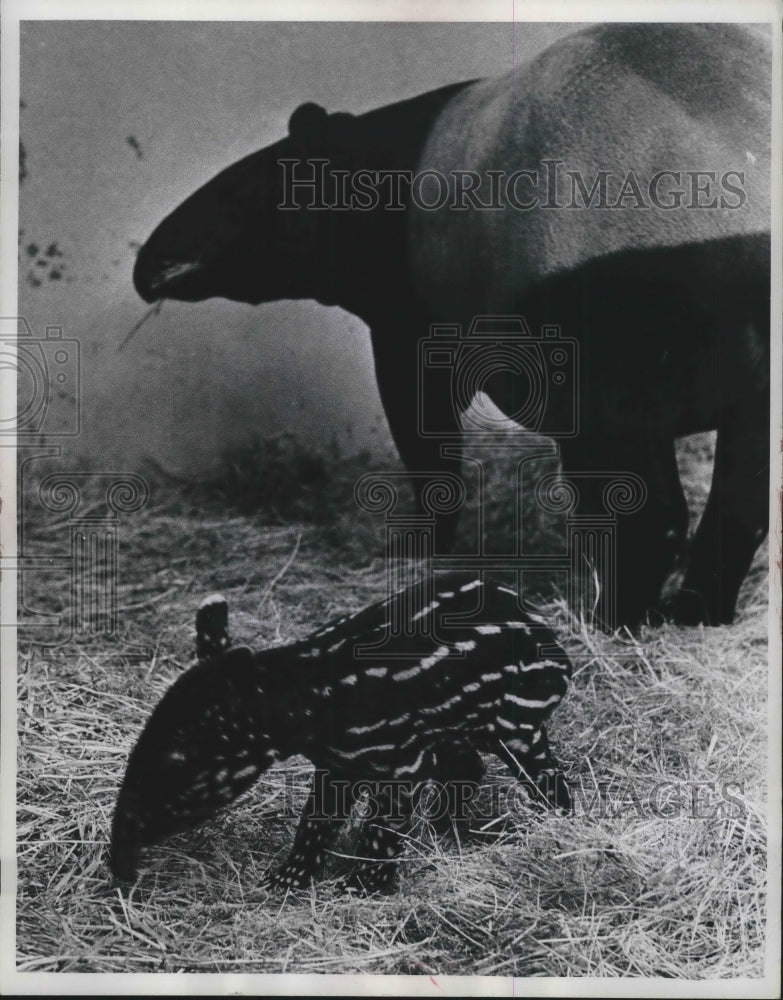 1985 Press Photo Malayan tapir born at Milwaukee county zoo - mjb59995 - Historic Images