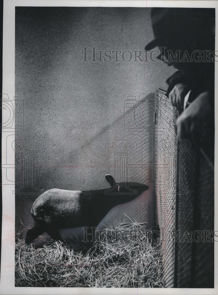 1963 Press Photo Baby tapir born at Milwaukee zoo - mjb60000 - Historic Images