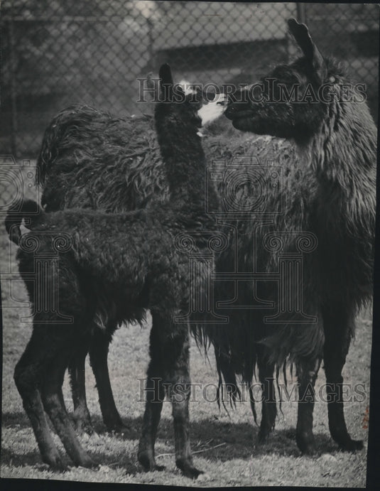 Press Photo Baby llama giving mom a kiss at the Washington Park Zoo, Milwaukee. - Historic Images