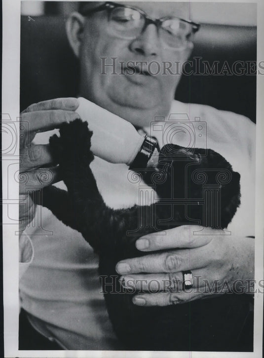 1967 Press Photo Milwaukee zoo Director George Speidel feeds Satin black leopard - Historic Images