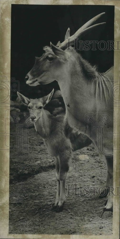 1975 Genevieve, The Eland Calf, With Her Mother At Milwaukee Zoo-Historic Images