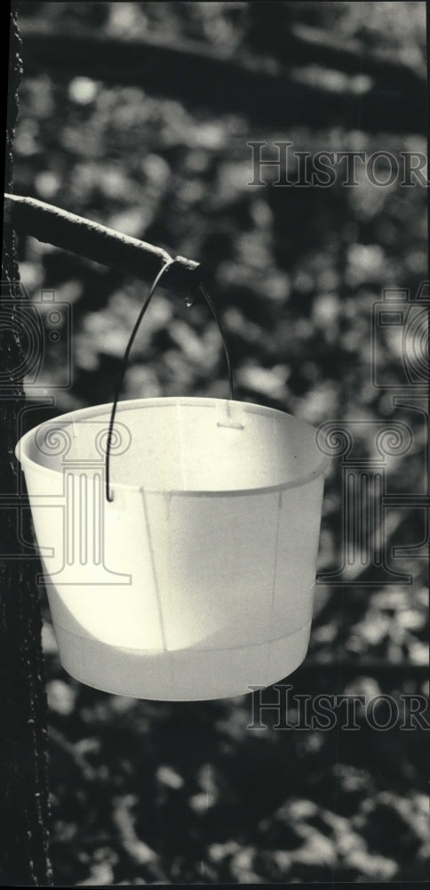 1987 Sap was collected in buckets at Riveredge Nature Center - Historic Images