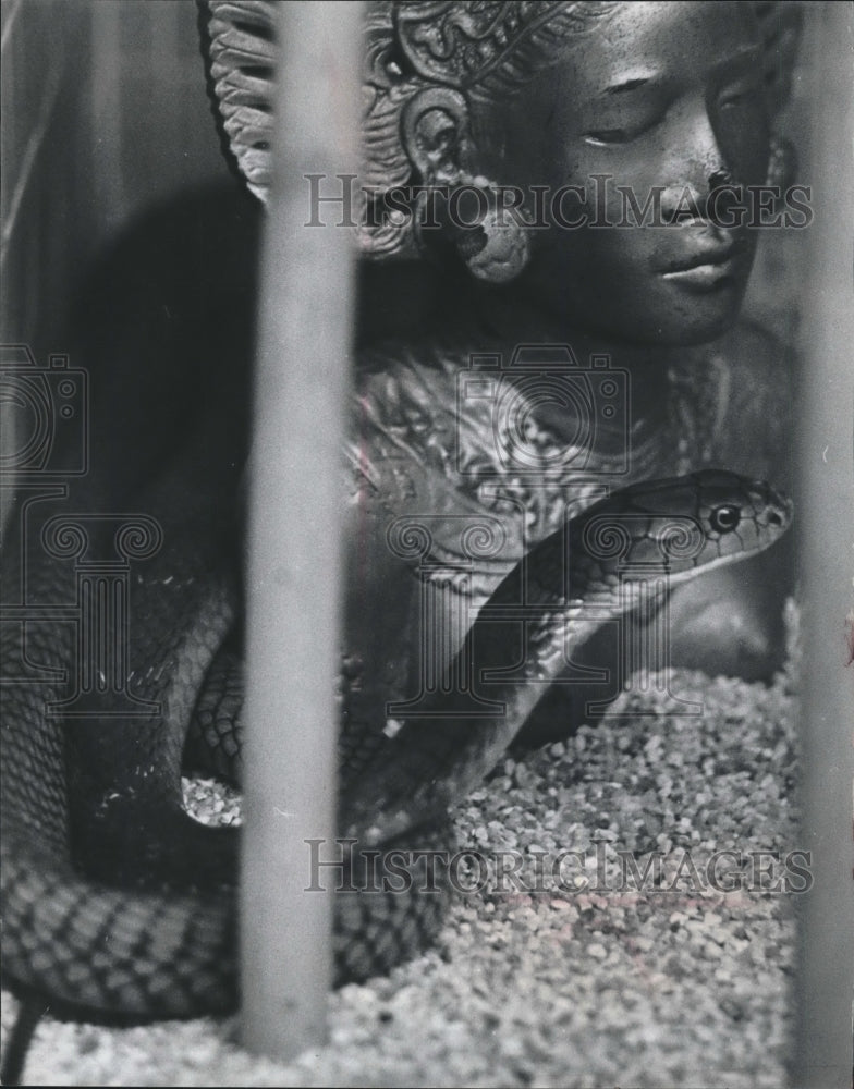 1968 Press Photo King Cobra Snake and Asian Statue, Milwaukee Zoo - mjb60299 - Historic Images