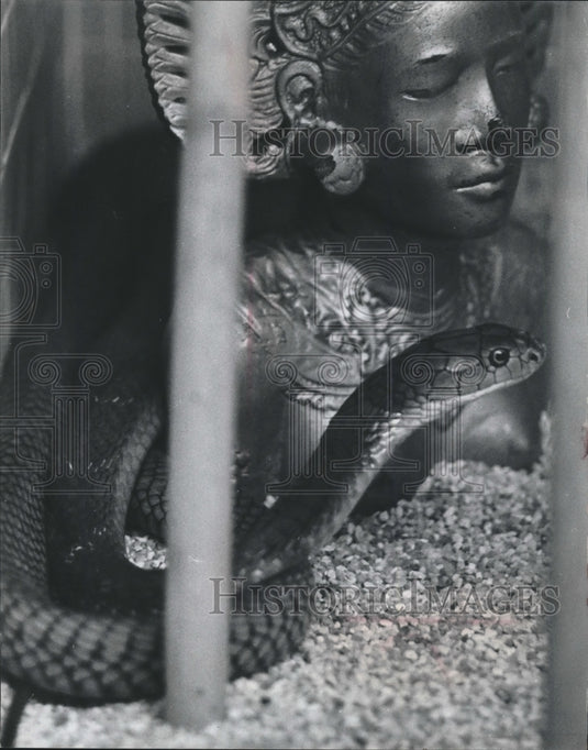 1968 Press Photo King Cobra Snake and Asian Statue, Milwaukee Zoo - mjb60299 - Historic Images