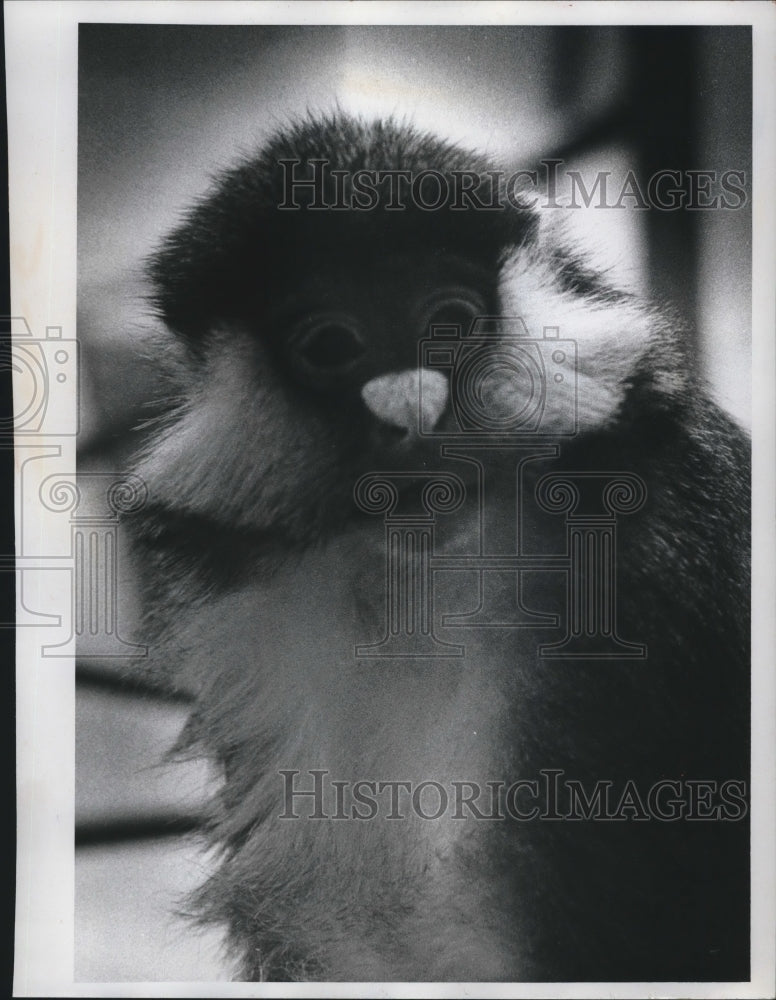 1971 Press Photo Sclater&#39;s monkey family at Milwaukee zoo. - mjb60377 - Historic Images