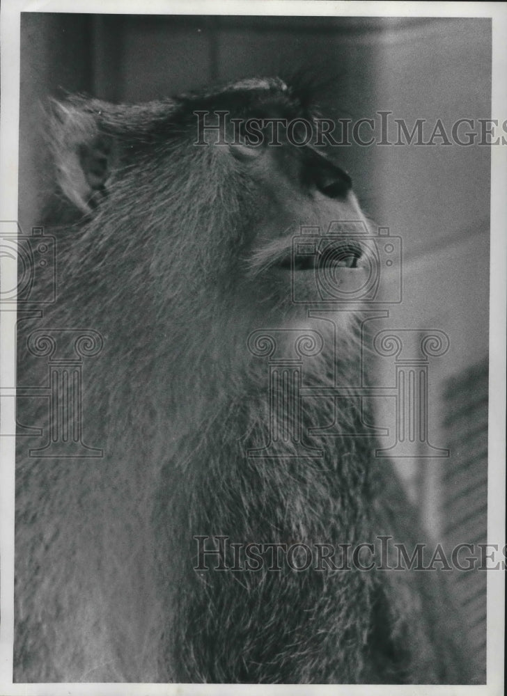 1974 Press Photo Milwaukee zoo patas monkey - mjb60379 - Historic Images