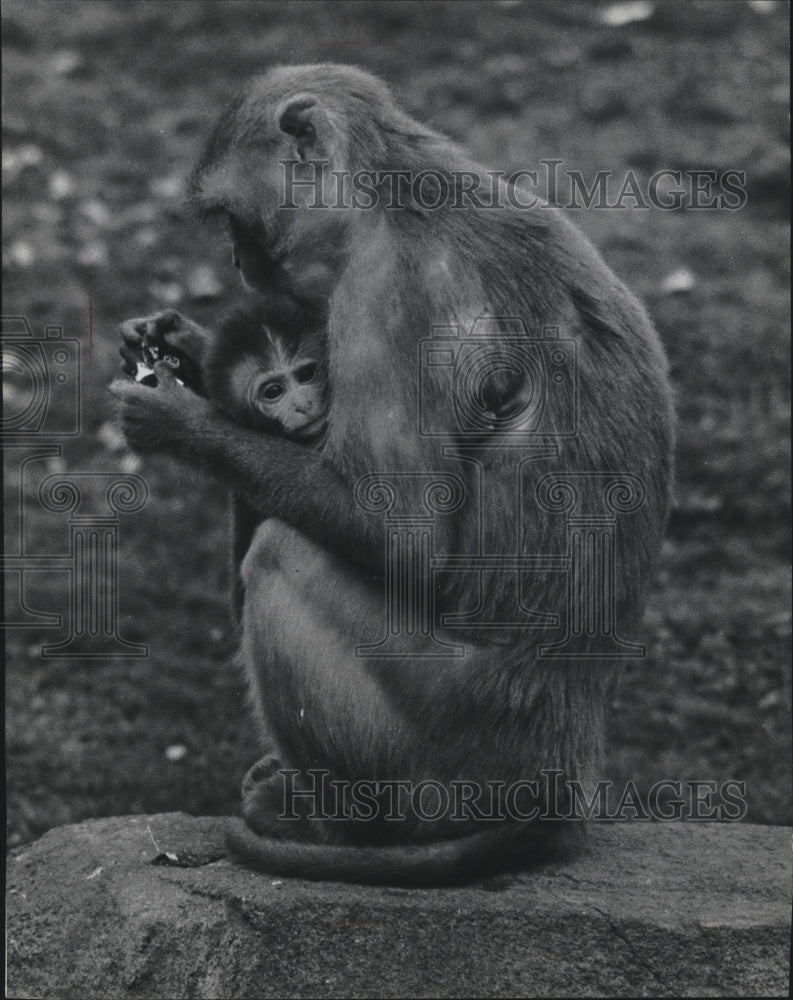 1987 Press Photo Monkey holding her baby, Milwaukee County Zoo - mjb60388 - Historic Images