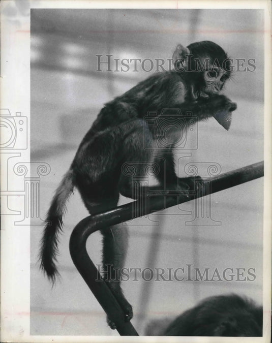 1965 Press Photo Newly born rhesus monkeys. Milwaukee County Zoo - mjb60390 - Historic Images