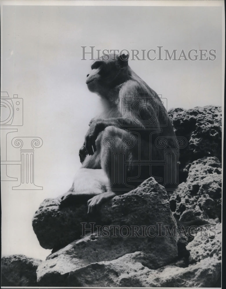 1957 Press Photo Rhesus monkey, Washington Park. Milwaukee County Zoo - Historic Images