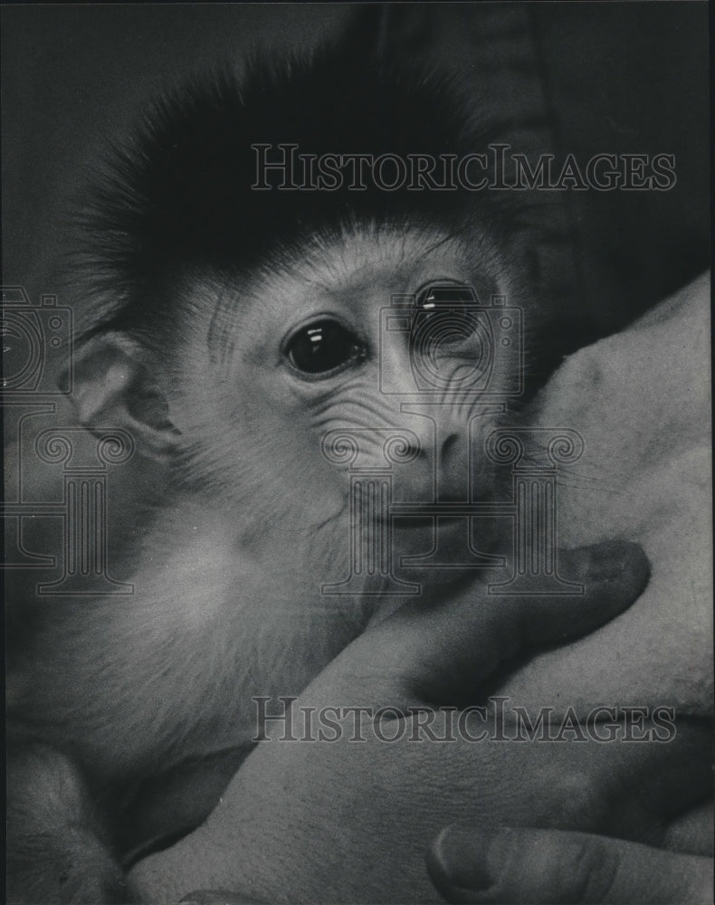 1985 Monkey in Milwaukee County Zoo - Historic Images