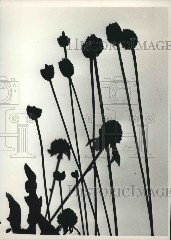 1988 Gray-headed coneflowers at Riveredge Nature Center - Historic Images