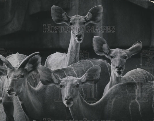 1976 Press Photo Greater kudus at Milwaukee County Zoo - mjb60487 - Historic Images
