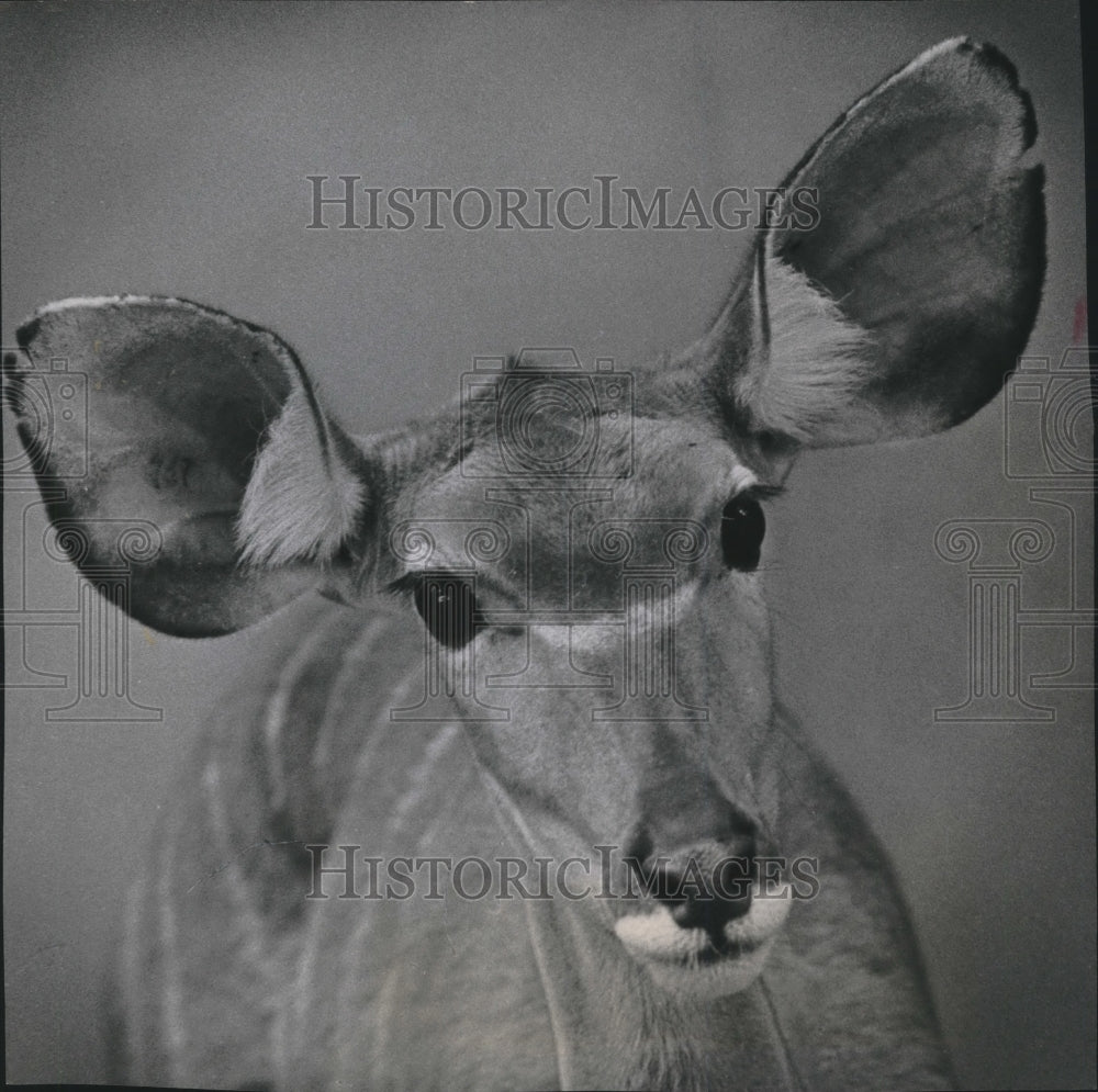 1965 Press Photo African greater kudu is all ears posing at Milwaukee County Zoo-Historic Images