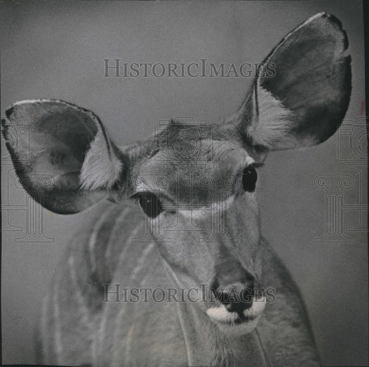 1965 Press Photo African greater kudu is all ears posing at Milwaukee County Zoo-Historic Images