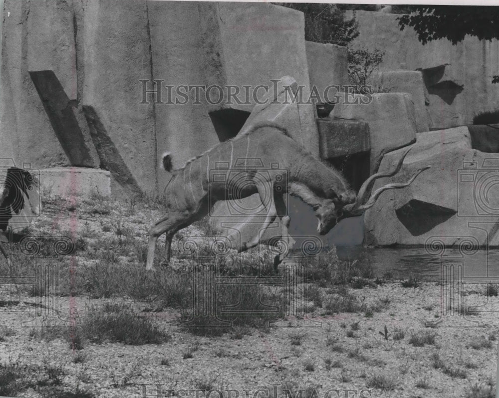 1969 Press Photo A greater kudu bull frolicked at Milwaukee County Zoo - Historic Images