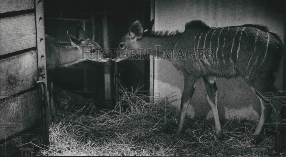 1989 Press Photo Alex and Hope, Kudus at Milwaukee Zoo, meet for the first time - Historic Images