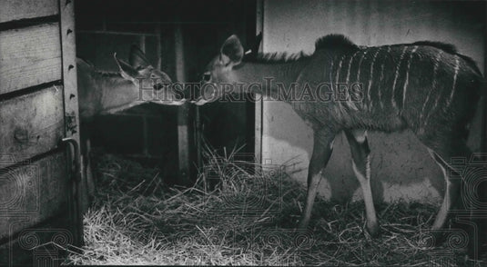 1989 Press Photo Alex and Hope, Kudus at Milwaukee Zoo, meet for the first time - Historic Images