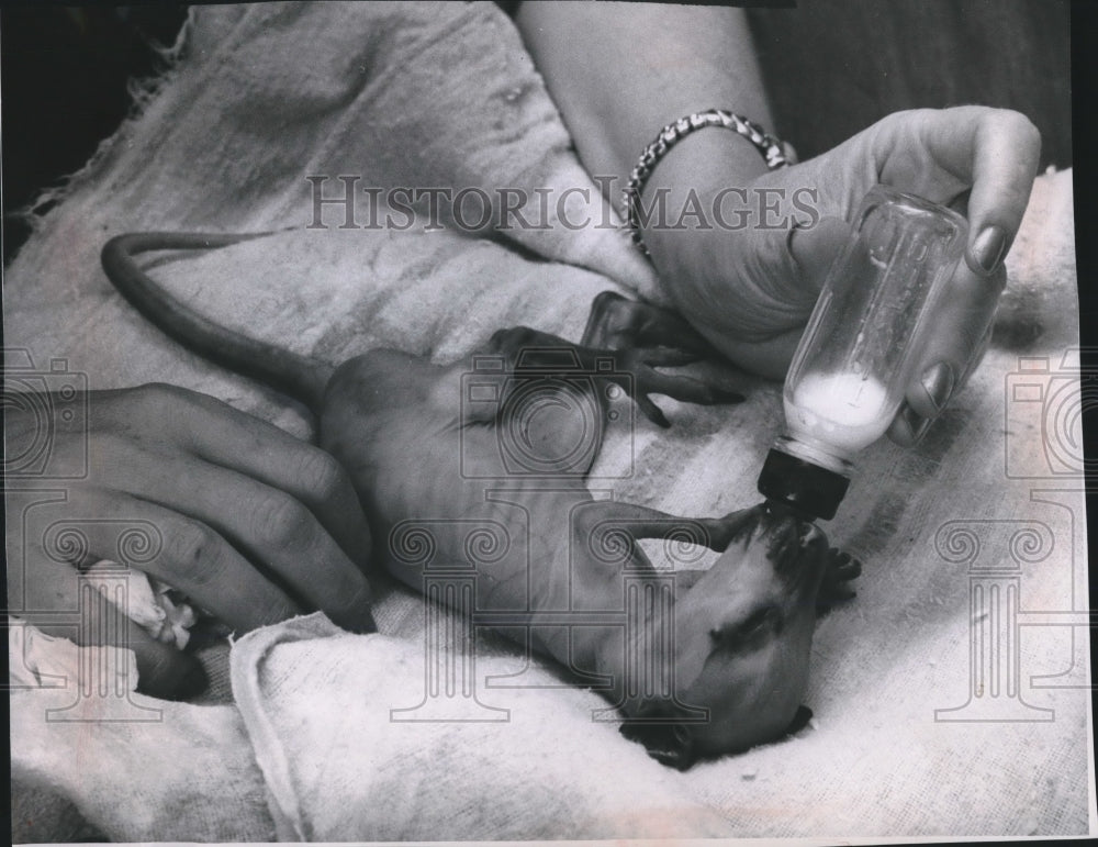 1962 Press Photo Baby kangaroo at Milwaukee Zoo is hand fed after mother died - Historic Images