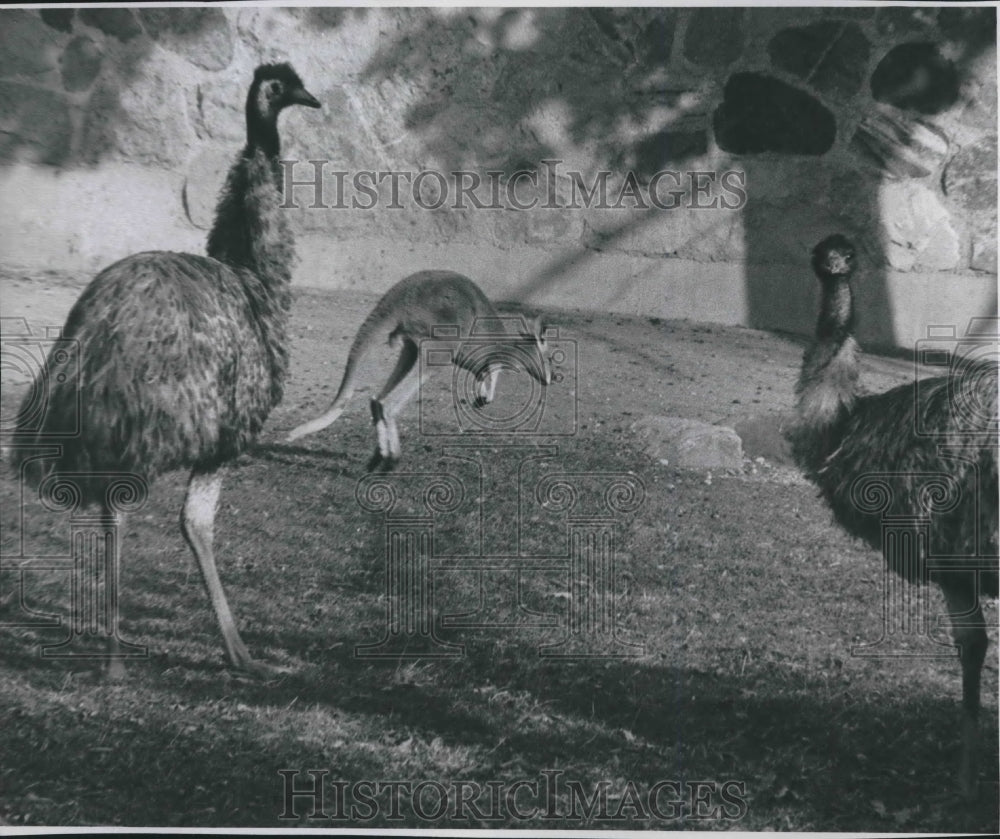 1977 Milwaukee Zoo Kangaroo and Emu&#39;s - Historic Images