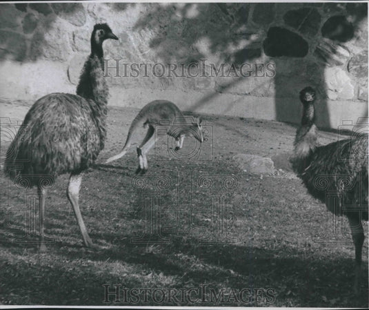 1977 Milwaukee Zoo Kangaroo and Emu's - Historic Images