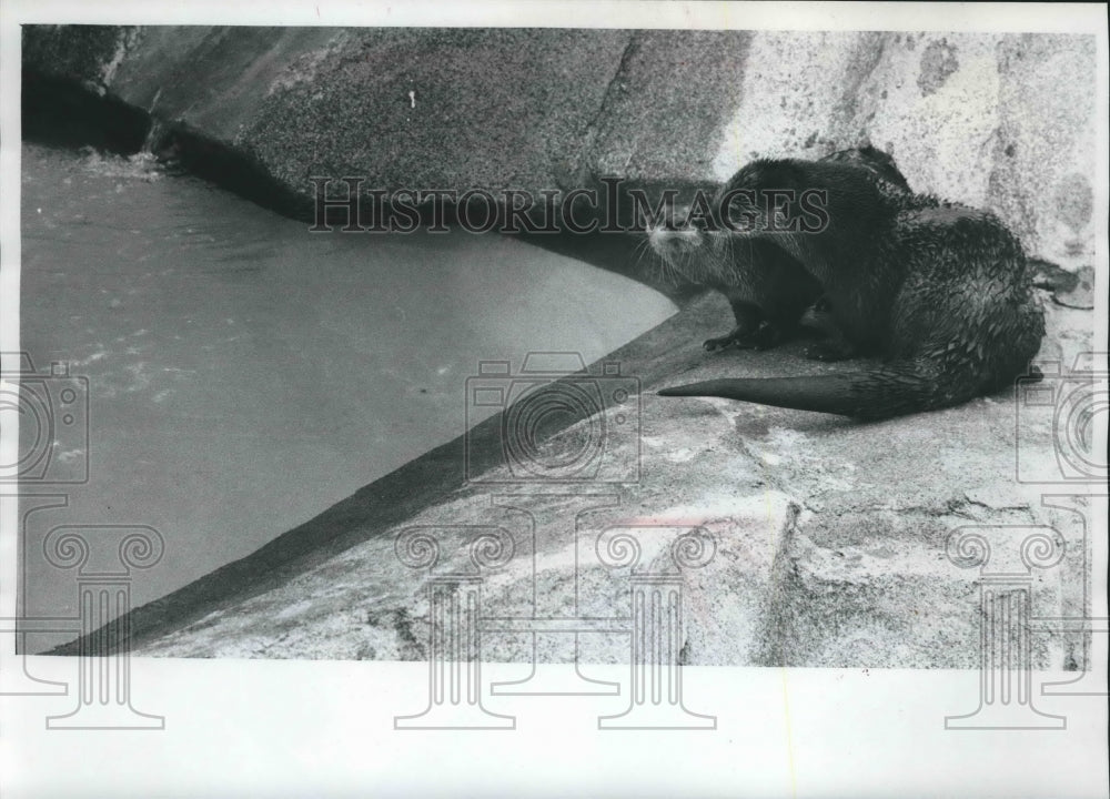 1969 Press Photo Otters lay in their enclosure at Milwaukee County Zoo - Historic Images