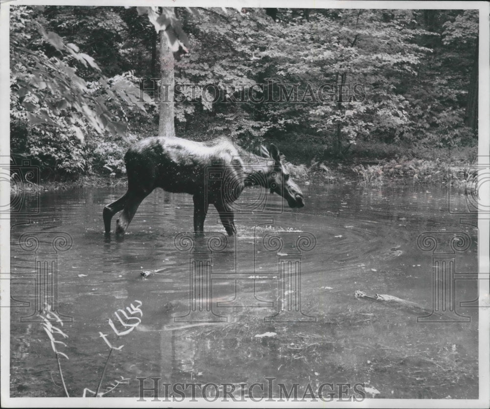 1953 Press Photo Moose wanders around at the Washington Park Zoo - mjb60674 - Historic Images