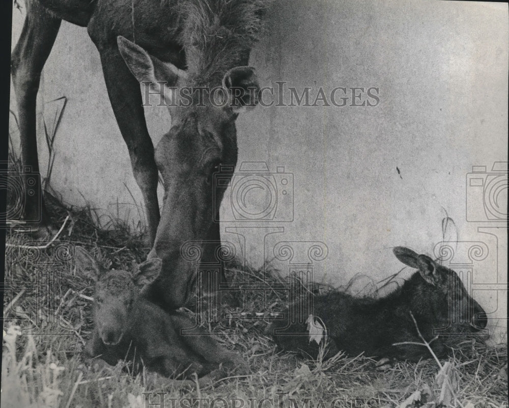 1968 Press Photo Twin moose lay as mother nuzzles them at Milwaukee County Zoo- Historic Images