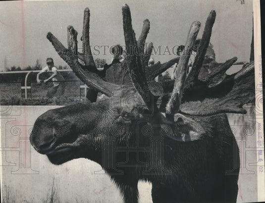1966 Press Photo Milwaukee County Zoo's Only Full Blooded Alaskan Moose - Historic Images