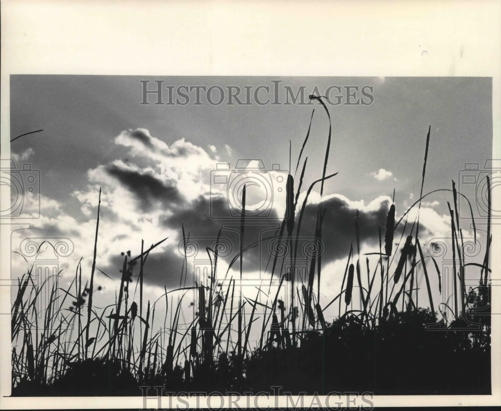 1984 Press Photo Cattails at Riveredge Nature Center, Milwaukee, Wisconsin - Historic Images