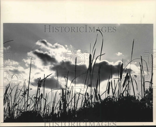 1984 Press Photo Cattails at Riveredge Nature Center, Milwaukee, Wisconsin - Historic Images
