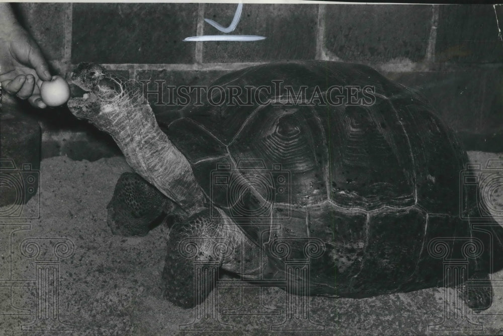 1940 Press Photo Tuffy, 35 year old Tortoise at the Milwaukee County Zoo.- Historic Images