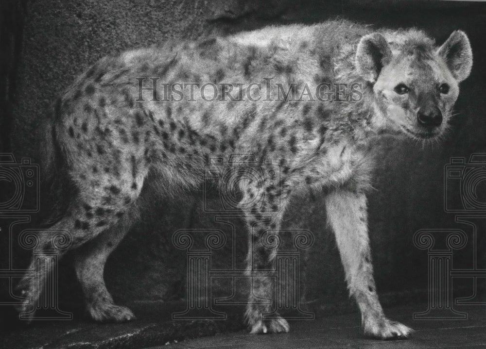 1993 Boomer the Hyena at Milwaukee County zoo, Wisconsin - Historic Images