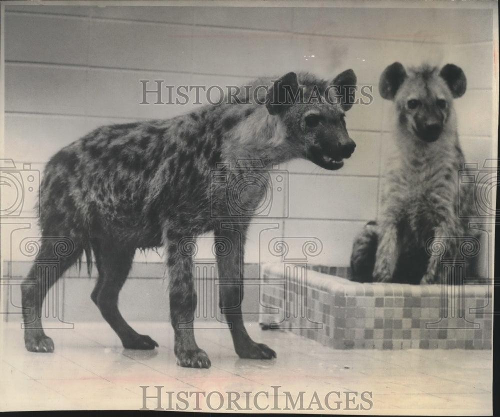 1961 Press Photo Pair of Spotted Hyenas at the Milwaukee County Zoo in Wisconsin - Historic Images