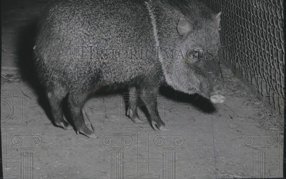 1946 A Peccary at the Washington Park Zoo in Milwaukee, Wisconsin-Historic Images