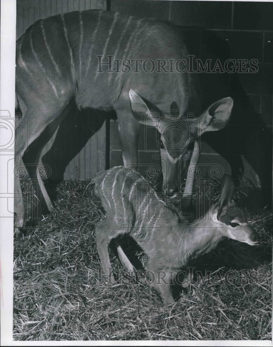 1970 Press Photo Eighth baby kudu with mother at Milwaukee County Zoo - Historic Images